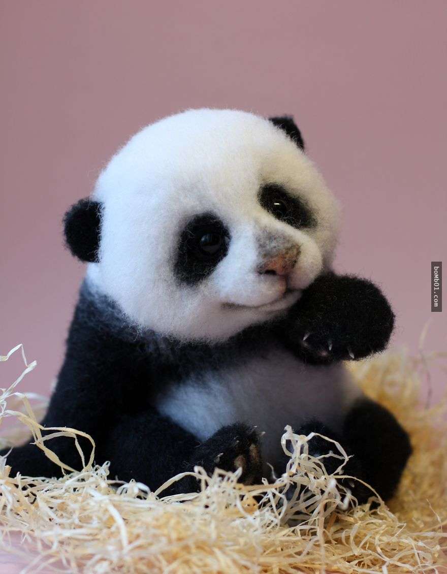 ▼蓬松蓬松的小熊猫,实在太可爱了!