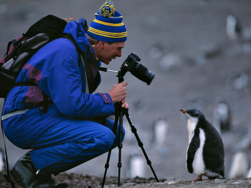 南极洲最友善的居民！可爱企鹅超没戒心　见相机还排排站：这样OK吗？插图8