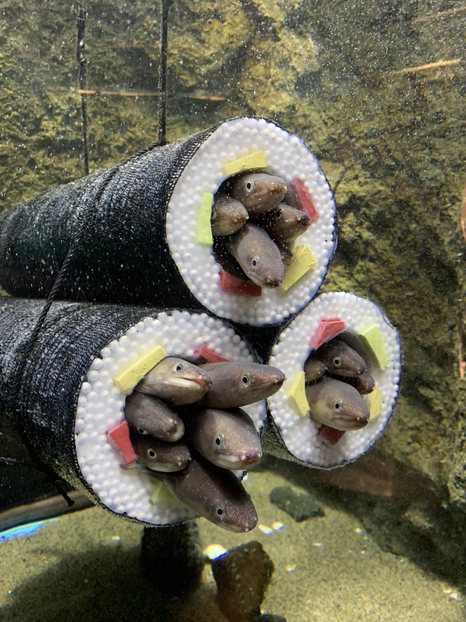 滿餡了 水族箱安裝 壽司卷 呆萌鰻全進去湊熱鬧網笑翻 Bomb01