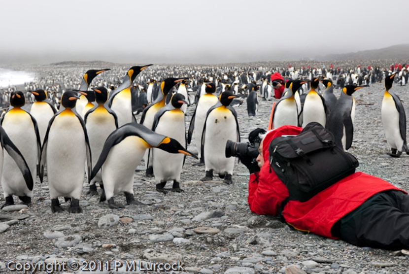 南极洲最友善的居民！可爱企鹅超没戒心　见相机还排排站：这样OK吗？插图3