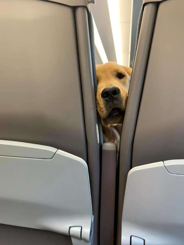狗狗一上飞机就跟陌生人交朋友　听到妈妈吃零食秒转头：人家也要吃啦插图5