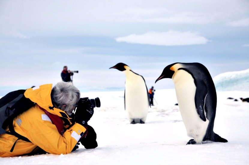 南极洲最友善的居民！可爱企鹅超没戒心　见相机还排排站：这样OK吗？插图6