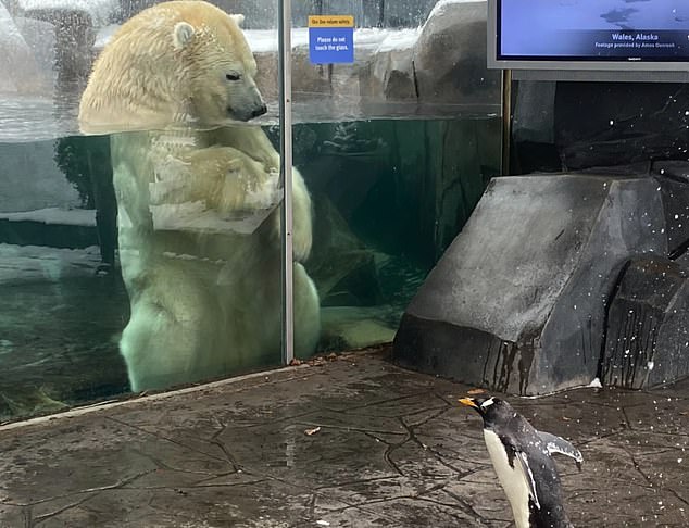 幼兒園戶外教學中 動物園沒人 小企鵝排路隊 雪地散步見北極熊興奮 你好呀 Bomb01