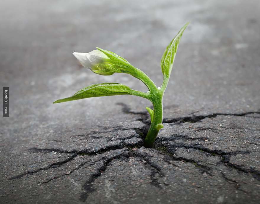 这些植物都在接近不可能存活的地方笜壮成长起来,见证著生命的奇迹