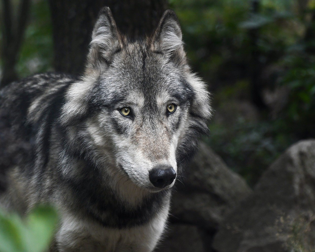 狼群回歸黃石公園25年從 40隻 300隻 維持生態平衡 牠們還懂永續發展 Bomb01