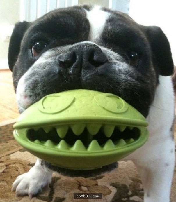 38个可以让狗狗一秒变谐星的玩具…尤其套上假牙后的模样真的会把人笑