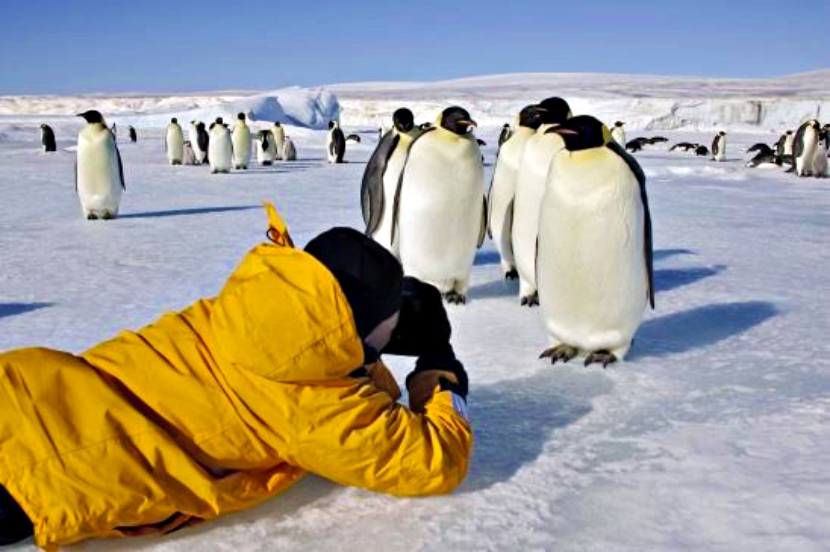 南极洲最友善的居民！可爱企鹅超没戒心　见相机还排排站：这样OK吗？插图4