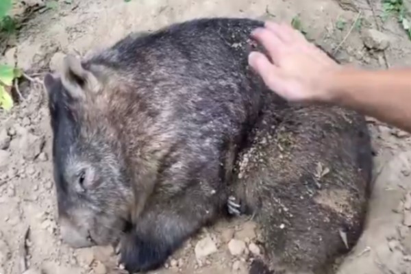 袋熊睡覺 身上沾到沙 飼育員幫忙拍乾淨牠堅持 挖土蓋回來 這偶的小涼被餒 Bomb01