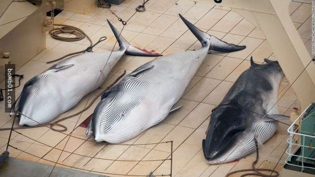 日本自称以「科学研究」为目的捕杀了333只鲸鱼,当专家一看到它们的