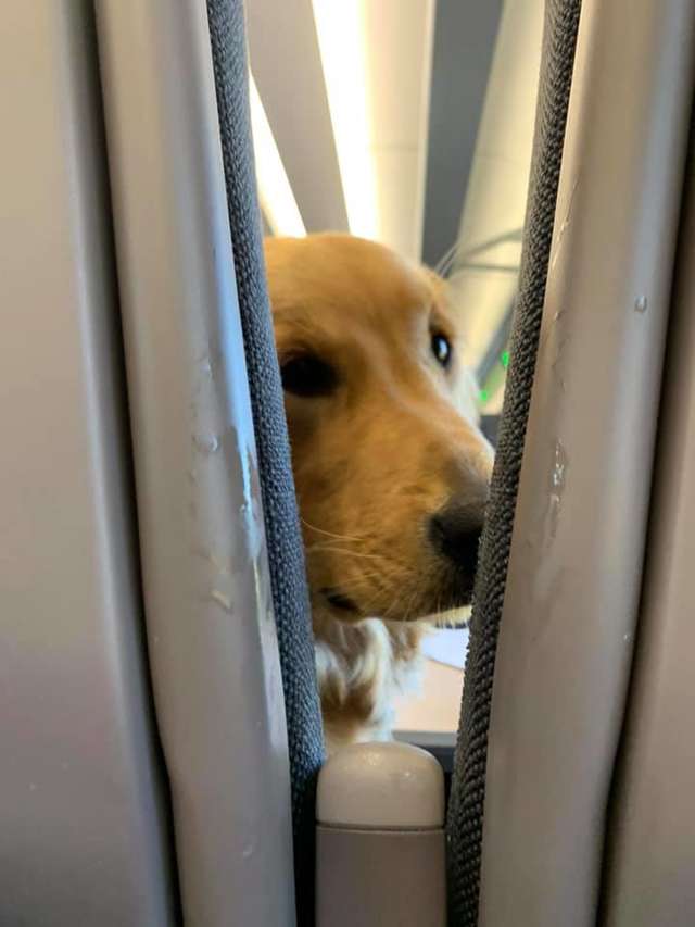 狗狗一上飞机就跟陌生人交朋友　听到妈妈吃零食秒转头：人家也要吃啦插图