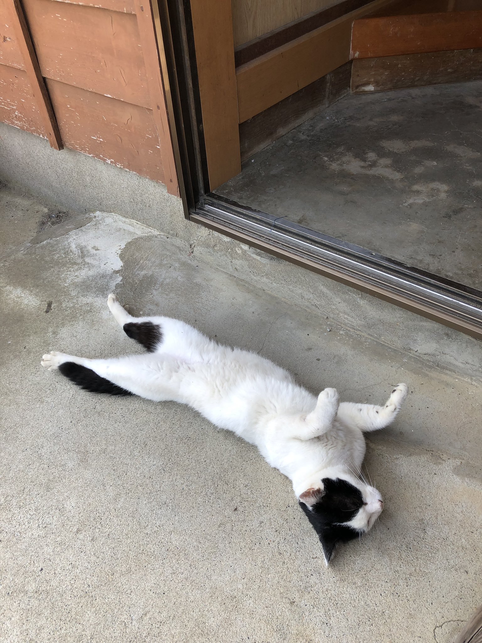 颱风天家里多出一只猫！　他看「豪迈睡姿」傻眼：谁才是主人啦？插图9