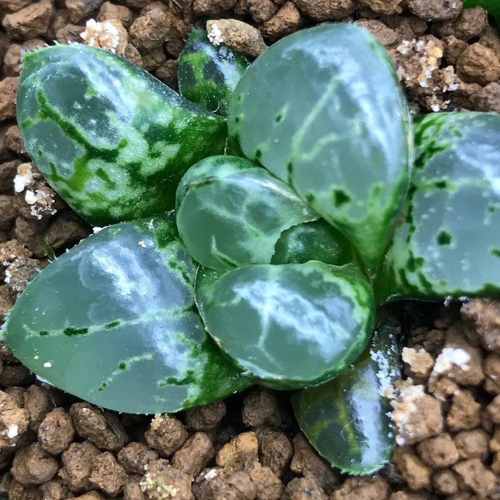 像種一盆小水晶 超萌植栽 透明感多肉 正夯肥美葉片越看越療癒 Bomb01