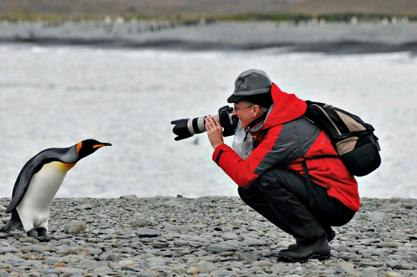 南极洲最友善的居民！可爱企鹅超没戒心　见相机还排排站：这样OK吗？插图9
