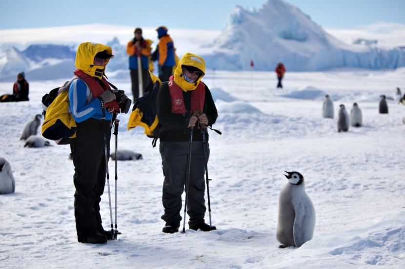 南极洲最友善的居民！可爱企鹅超没戒心　见相机还排排站：这样OK吗？插图