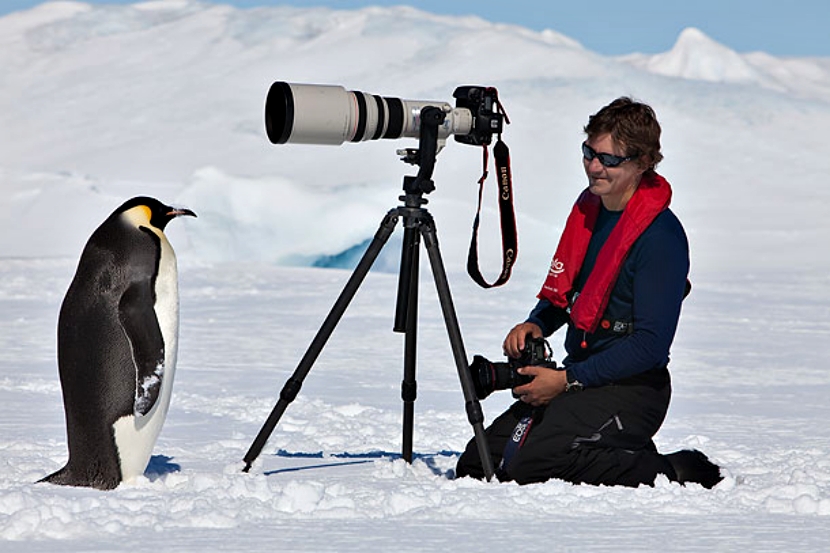南极洲最友善的居民！可爱企鹅超没戒心　见相机还排排站：这样OK吗？插图1