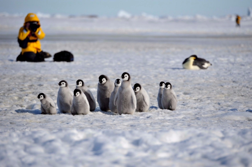 南极洲最友善的居民！可爱企鹅超没戒心　见相机还排排站：这样OK吗？插图5
