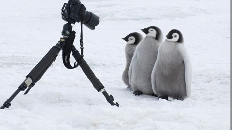 南极洲最友善的居民！可爱企鹅超没戒心　见相机还排排站：这样OK吗？插图2