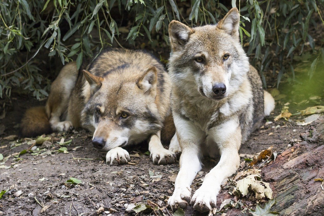 狼群回歸黃石公園25年從 40隻 300隻 維持生態平衡 牠們還懂永續發展 Bomb01