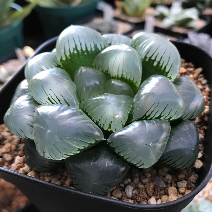 像種一盆小水晶 超萌植栽 透明感多肉 正夯肥美葉片越看越療癒 Bomb01