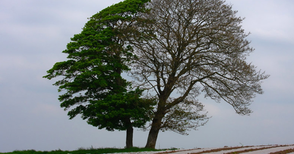 2 trees. Дерево Кан. Two different Trees.